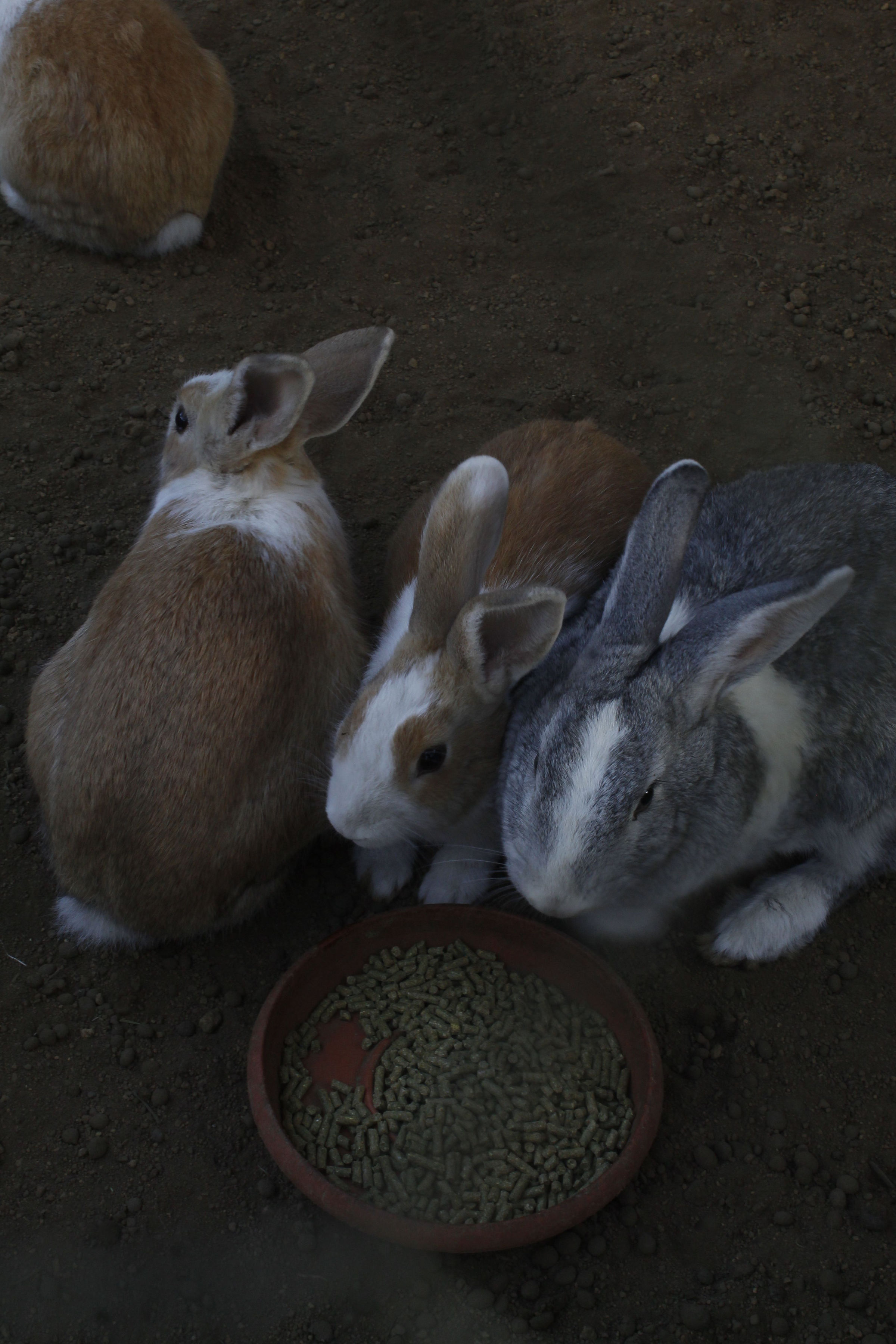 Atracción de Conejos